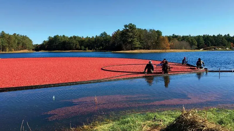 Cranberry Harvest Festival, Wareham, Massachusetts