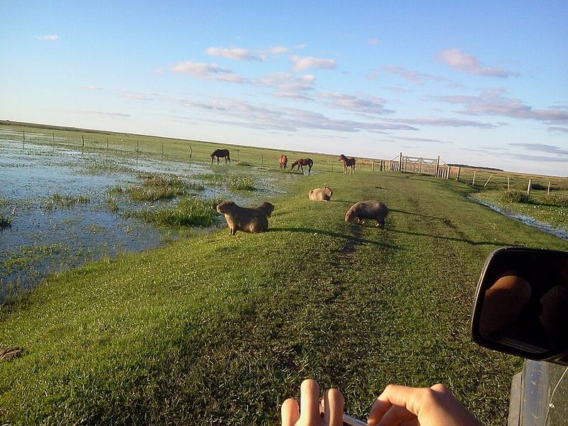 Esteros del Iberá, Corrientes
