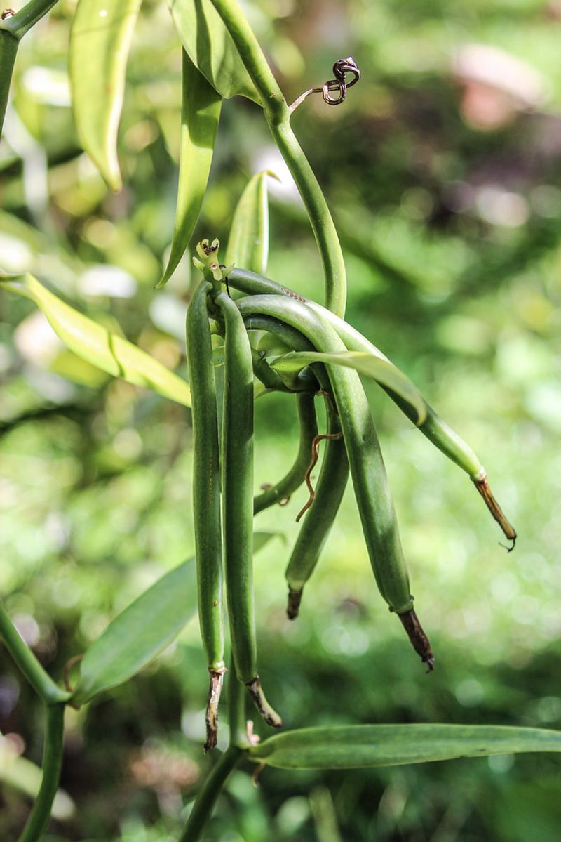 Taha’a's Vanilla Fields