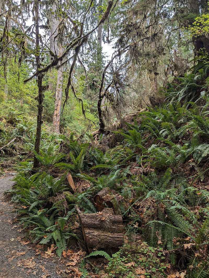 Hoh Rain Forest