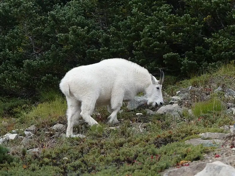Diverse Ecosystems and Wildlife