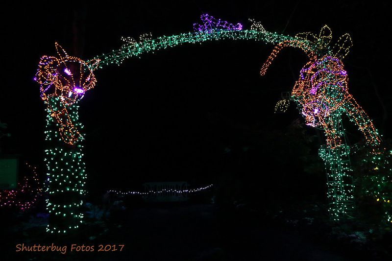 Explore WildLights at the Woodland Park Zoo