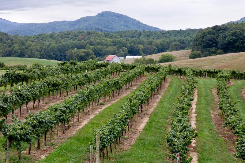 Virginia Wine Country (Charlottesville area)