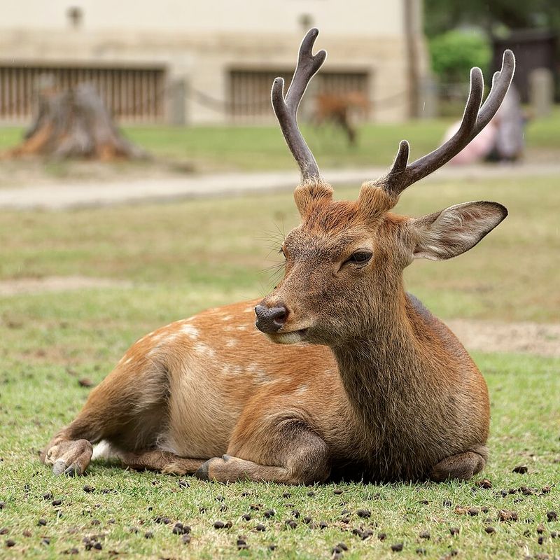 Nara, Japan