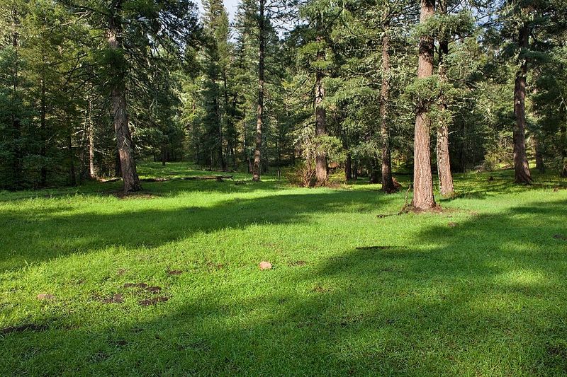 Cloudcroft — Pine-scented air and a mountain village