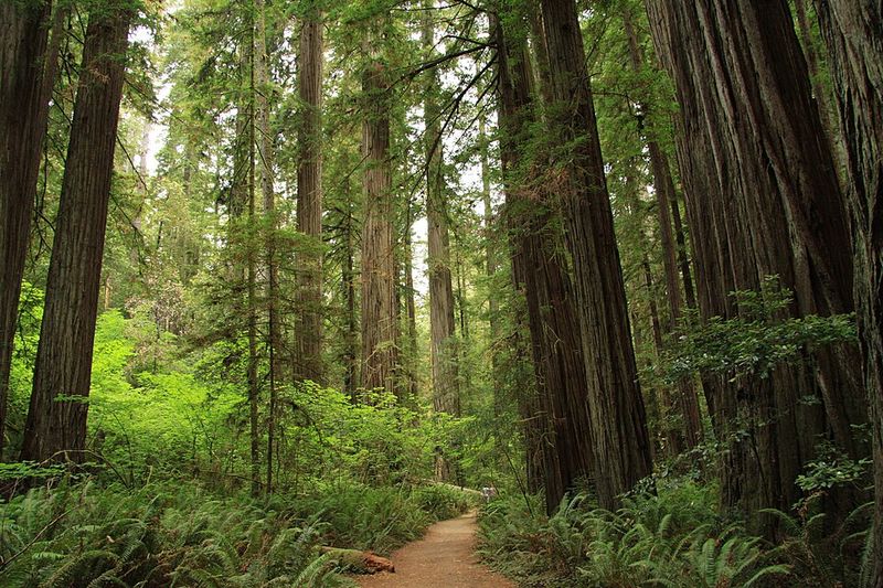 Redwood National & State Parks, California (Endor)