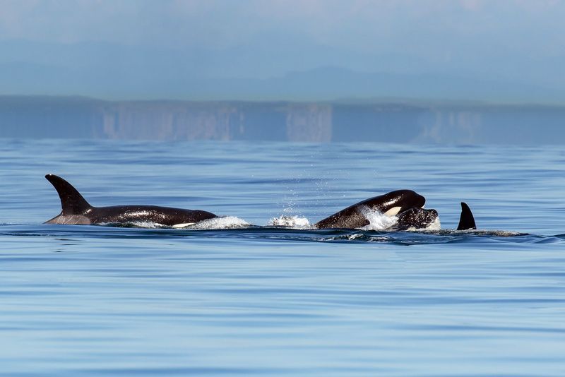 San Juan Islands, Washington