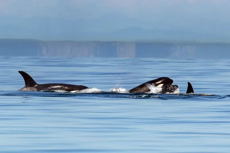 San Juan Islands, Washington