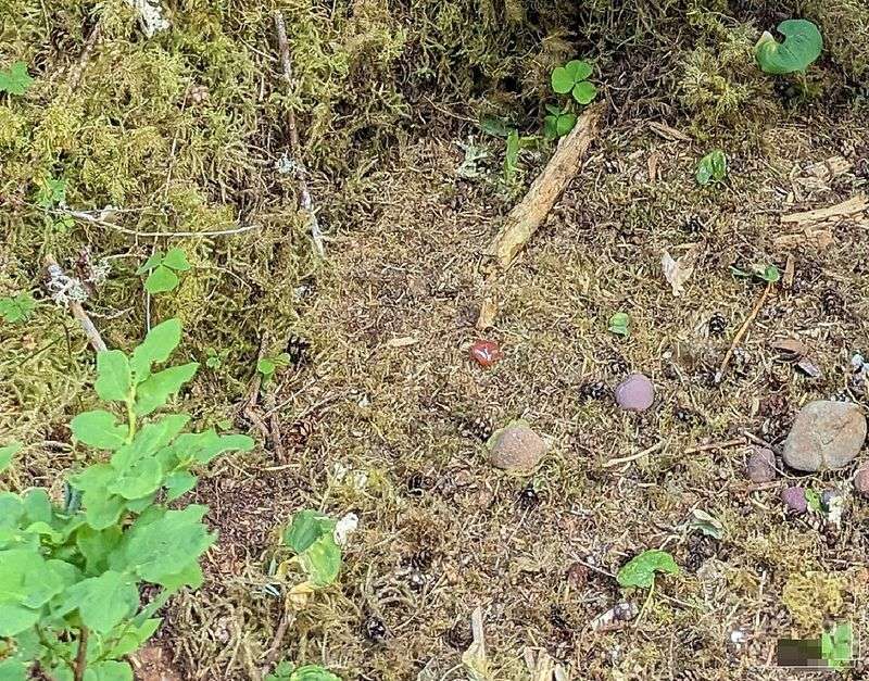 One Square Inch of Silence (Washington State)