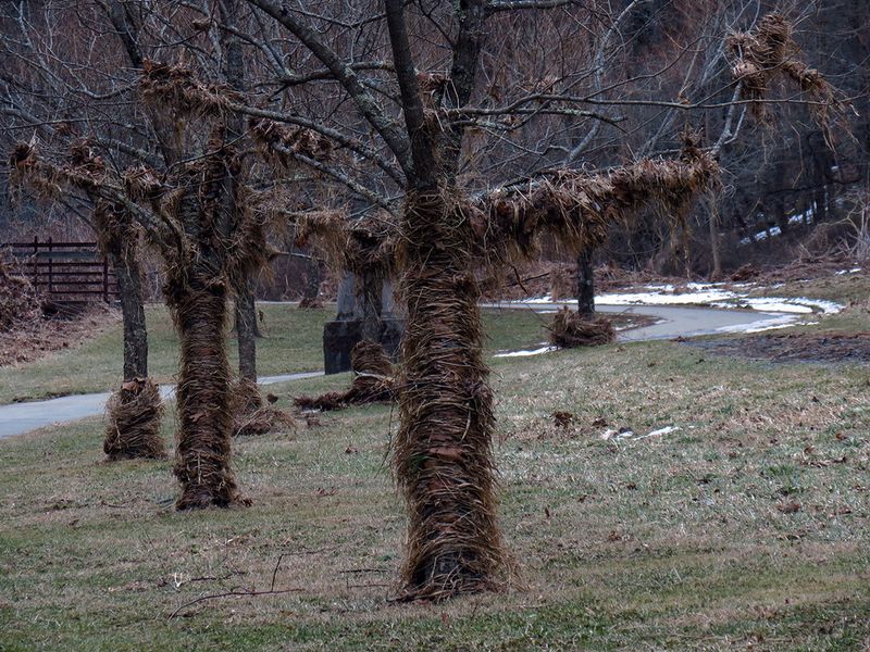 The Boone Greenway Trail