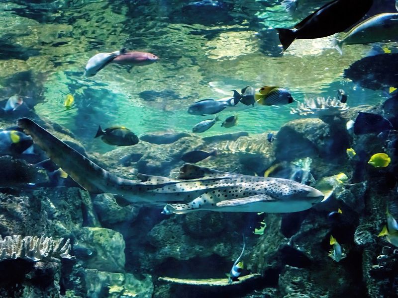Shark Reef Aquarium at Mandalay Bay