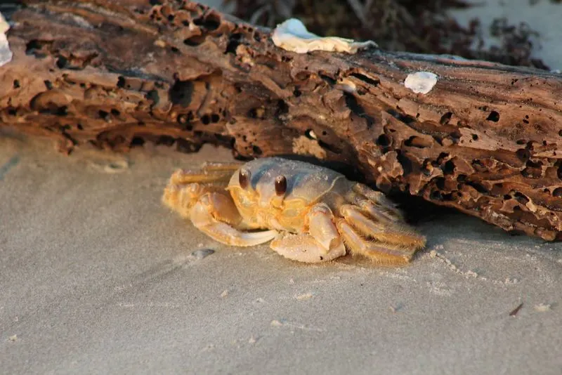 The Ghost of the Pirate Blackbeard