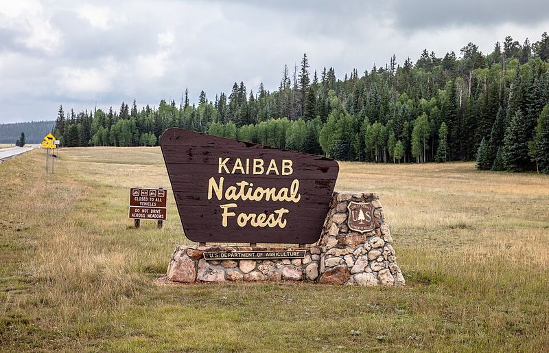 Pine Country: Kaibab National Forest and Where the Pines Begin