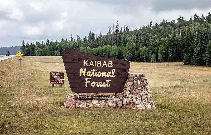 Pine Country: Kaibab National Forest and Where the Pines Begin