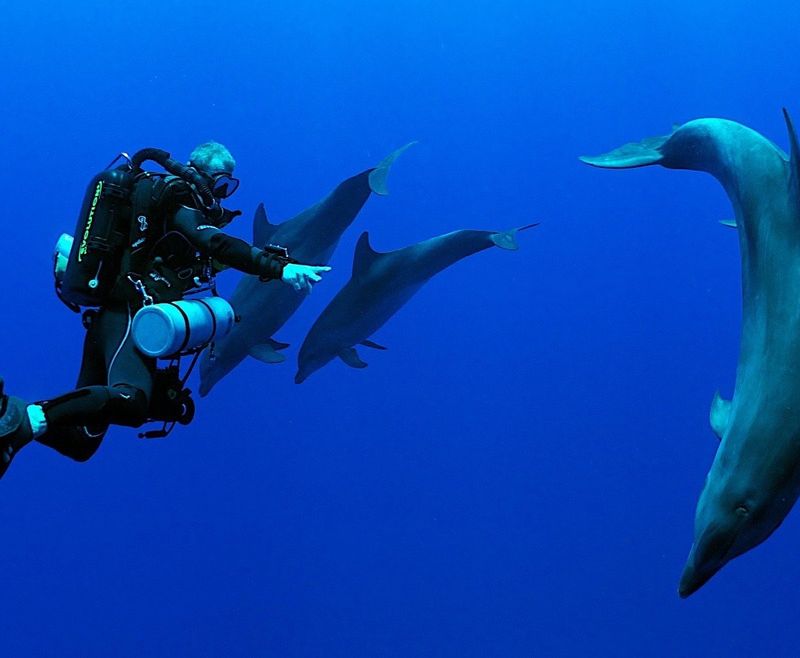 Rangiroa's Underwater Wonderland