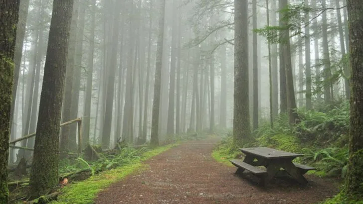 The forest trails in the Pacific Northwest that aren’t as empty as they once were