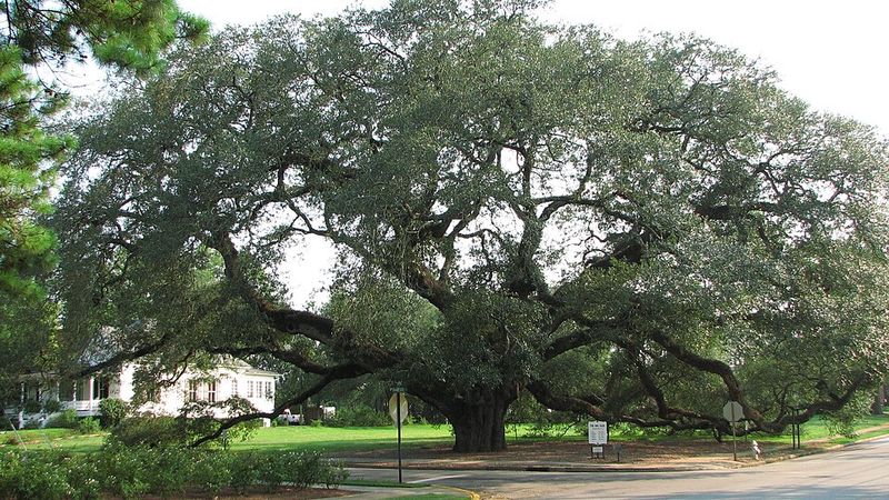 The Big Oak