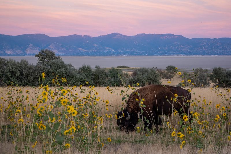 Natural Wonder at Antelope Island