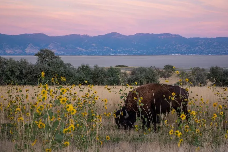 Natural Wonder at Antelope Island