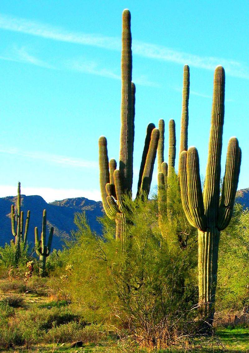 Sonoran Desert