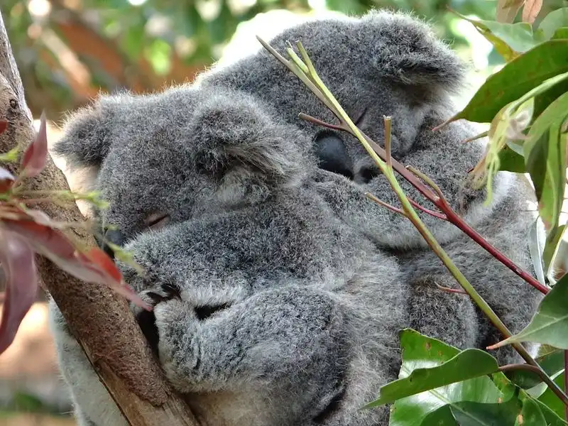 Iconic Wildlife Encounters