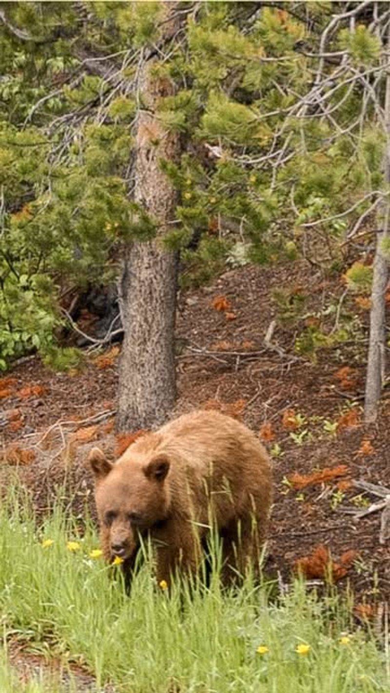 Wildlife Watching: Elk, Deer, Swans, and Cranes