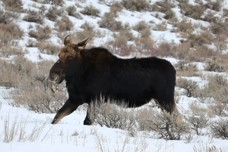Jackson Hole, Wyoming