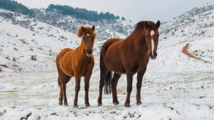 10 U.S. Towns Where Winter Wildlife Watching Is Now a Major Attraction