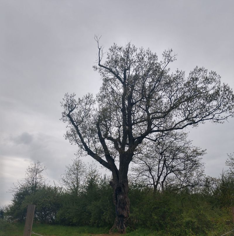 Devil's Tree - Basking Ridge, NJ