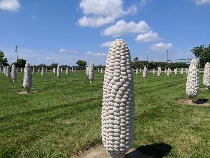 Field of Corn &ndash; Dublin, OH
