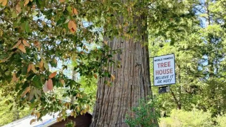 14 Roadside Attractions in California That Turn Drives into Must-Stop Moments