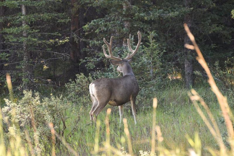 Wildlife Encounters That Feel Genuinely Wild