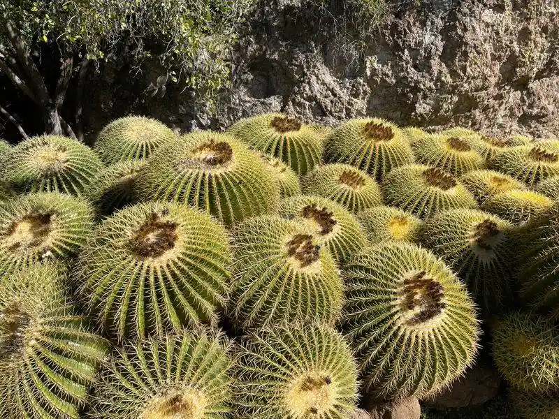 The Cactus Garden