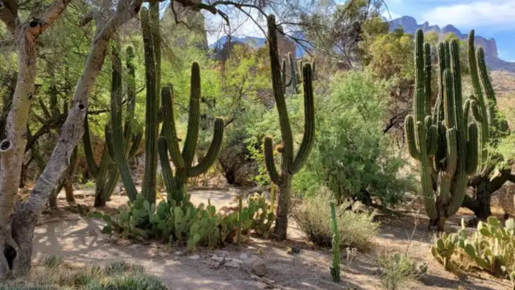 A tucked-away Arizona garden that feels straight out of a fairy tale
