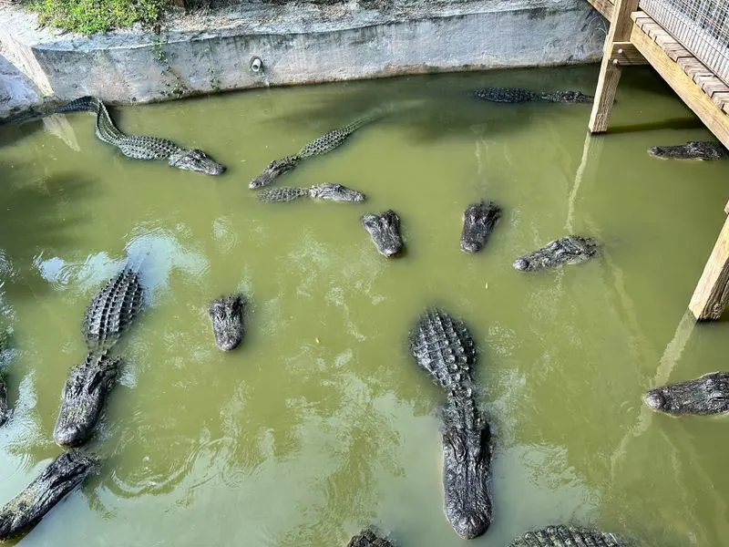 Gator Shows and Education