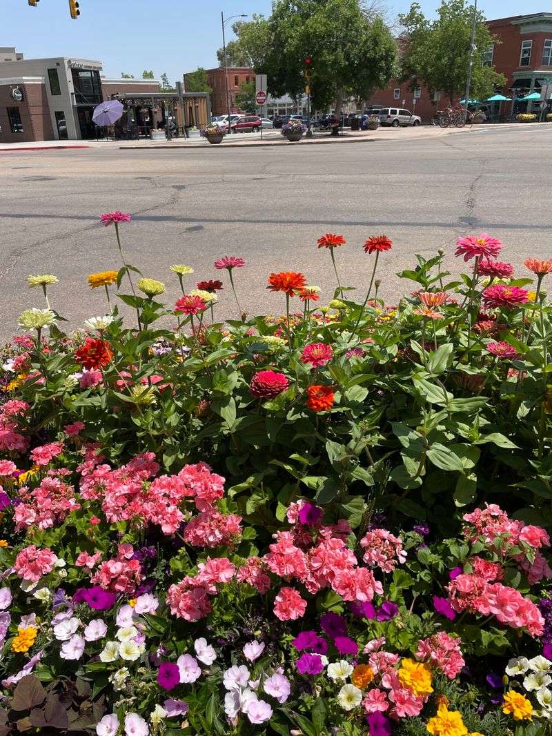 Old Town Fort Collins