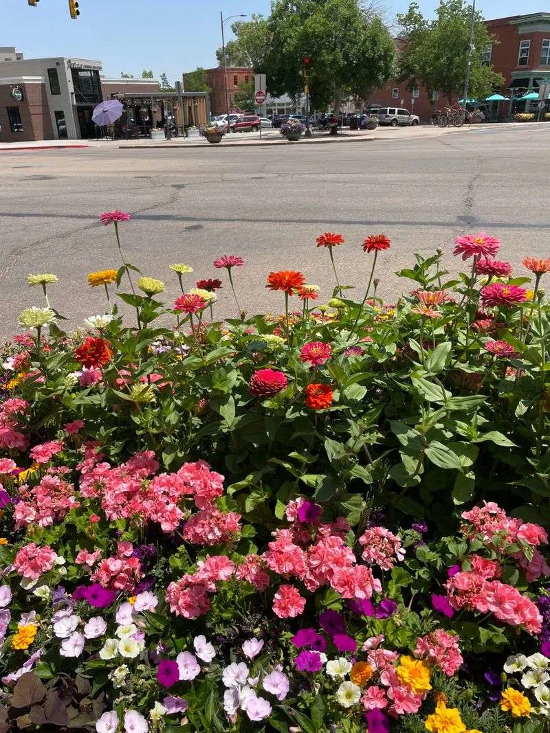 Old Town Fort Collins