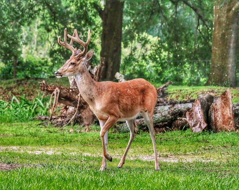Wildlife Watching Hotspots