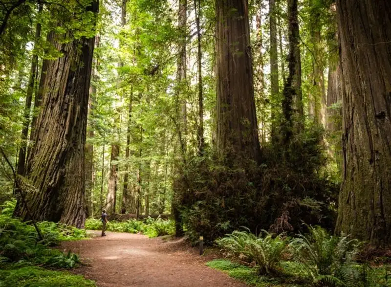 Humboldt Redwoods State Park