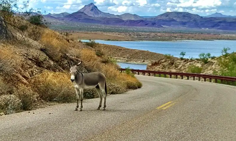 Alamo Lake State Park