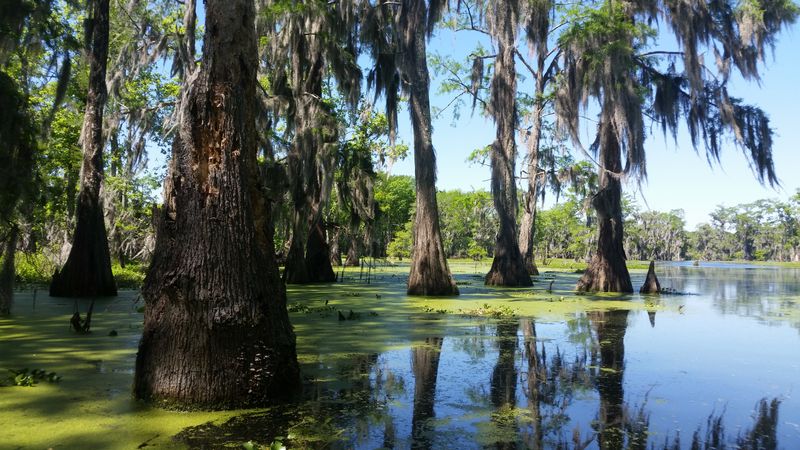 Lake Martin Cypress Swamp