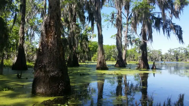 Lake Martin Cypress Swamp