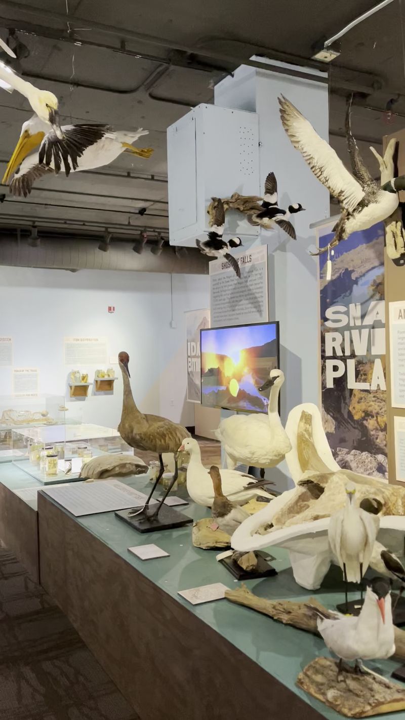 Idaho Museum of Natural History — Pocatello, ID