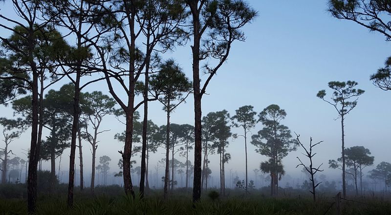 Savannas Preserve State Park – Port St. Lucie