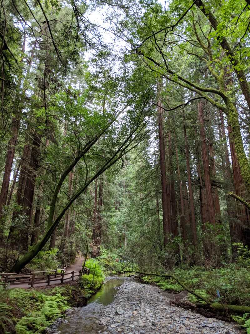 Muir Woods National Monument