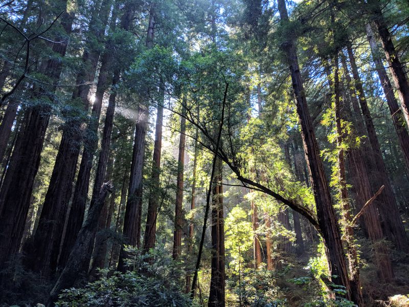 Light and Fog Choreography