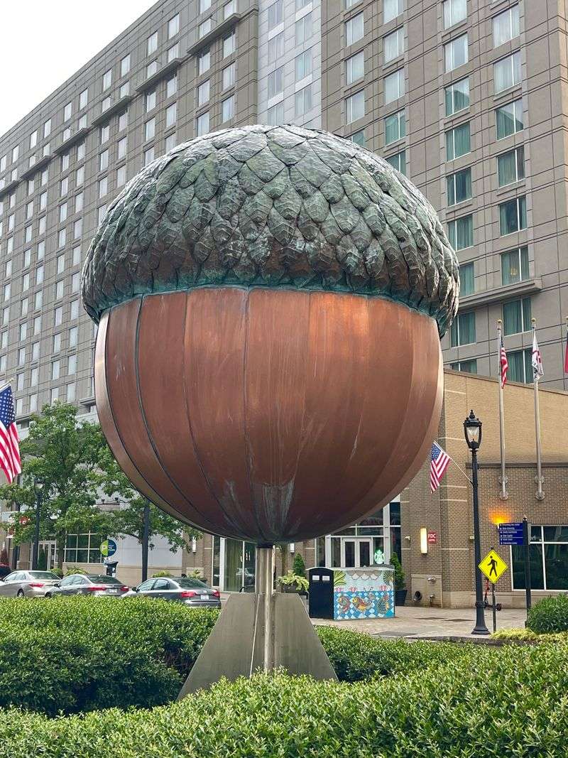 Raleigh, North Carolina – Acorn Drop