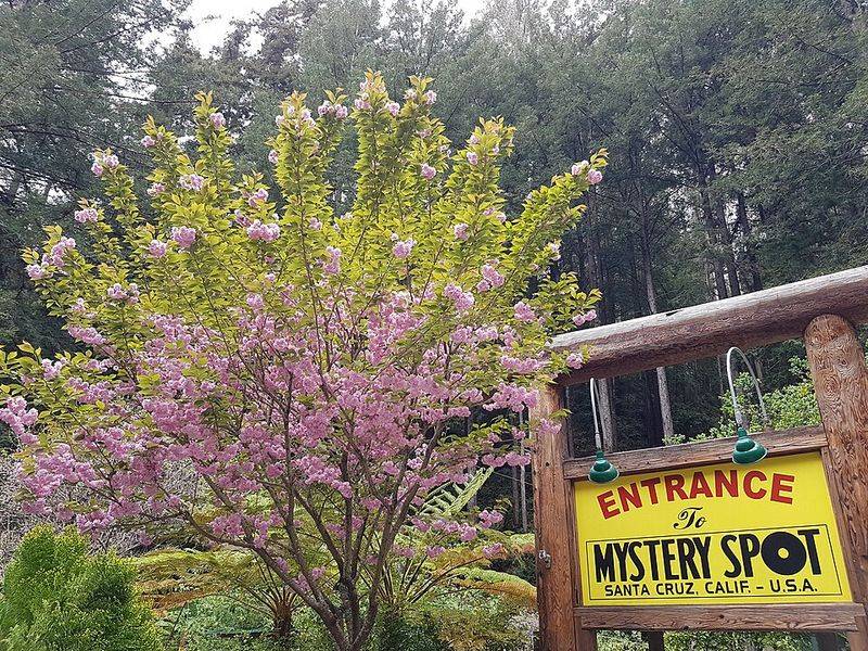 Mystery Spot, Santa Cruz