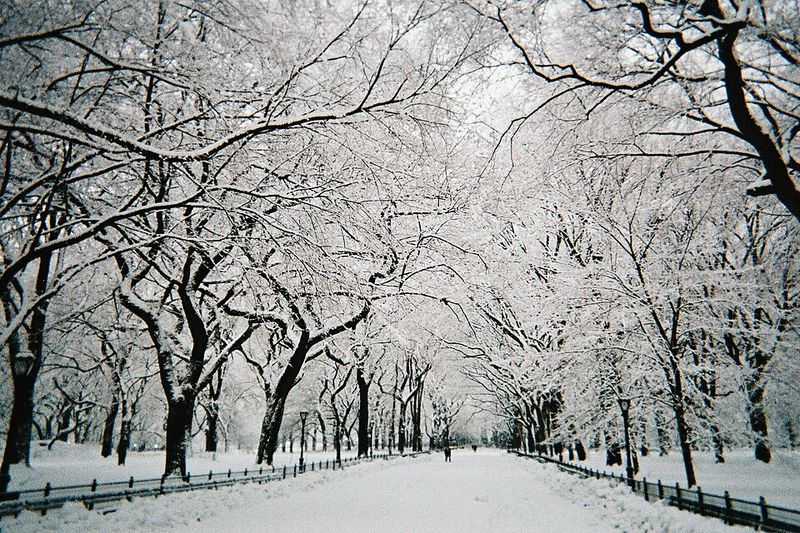 Stroll Central Park after a Snowfall
