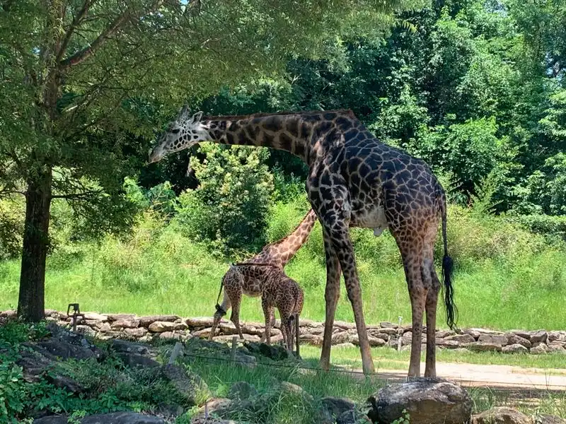 Greenville Zoo